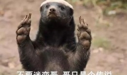 粉丝爆料平头哥视频下载,粉丝爆料背后的精彩瞬间